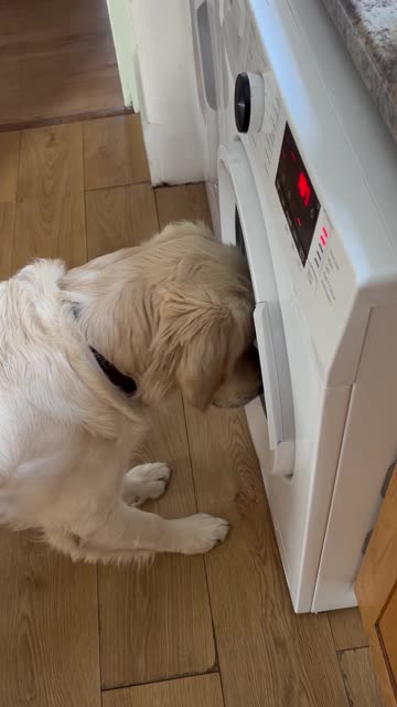 Not Impressed We Have Washed His Favorite Toy