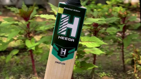 🏏 Proflax Kashmir Willow Cricket Bat | Perfect Balance of Power & Performance