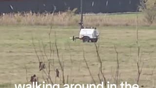 walking around in the pens with no PPE