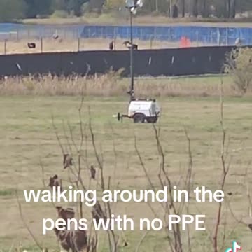 walking around in the pens with no PPE
