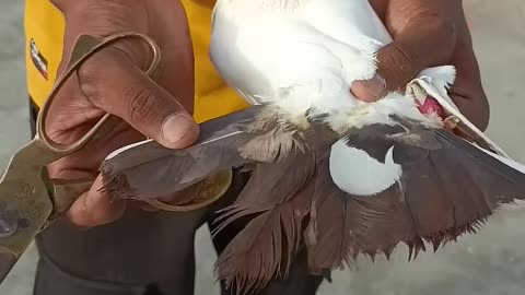 kabutar ki खराब पोंछ kat Diya ️ #itsgullyboy #shorts #viral #pigeon