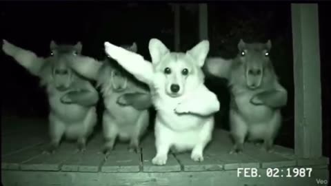 Dog and capybara dancing on camera