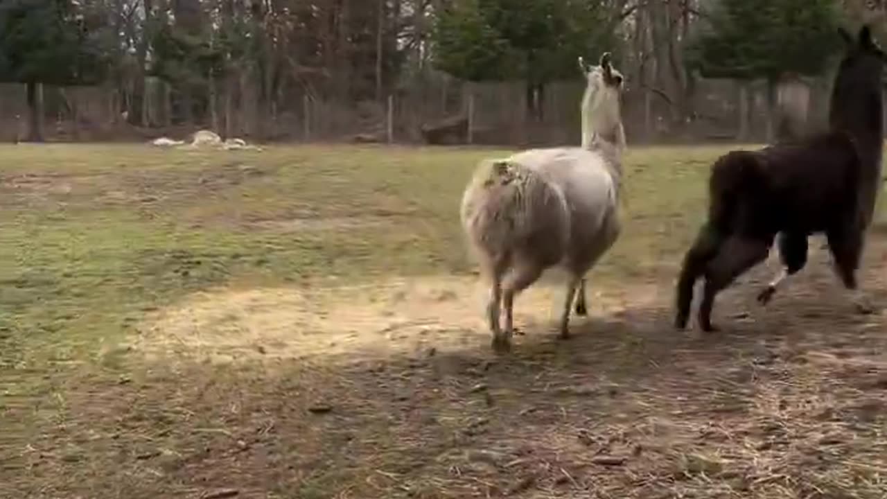Curious Llamas confused by new species