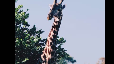 The Long-Necked King: Giraffe's Dominance in the Savannah