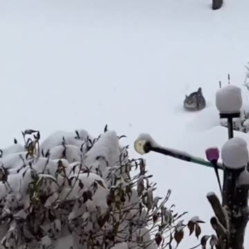 🐾😂 Funny Pet Antics | Cuteness Overload!