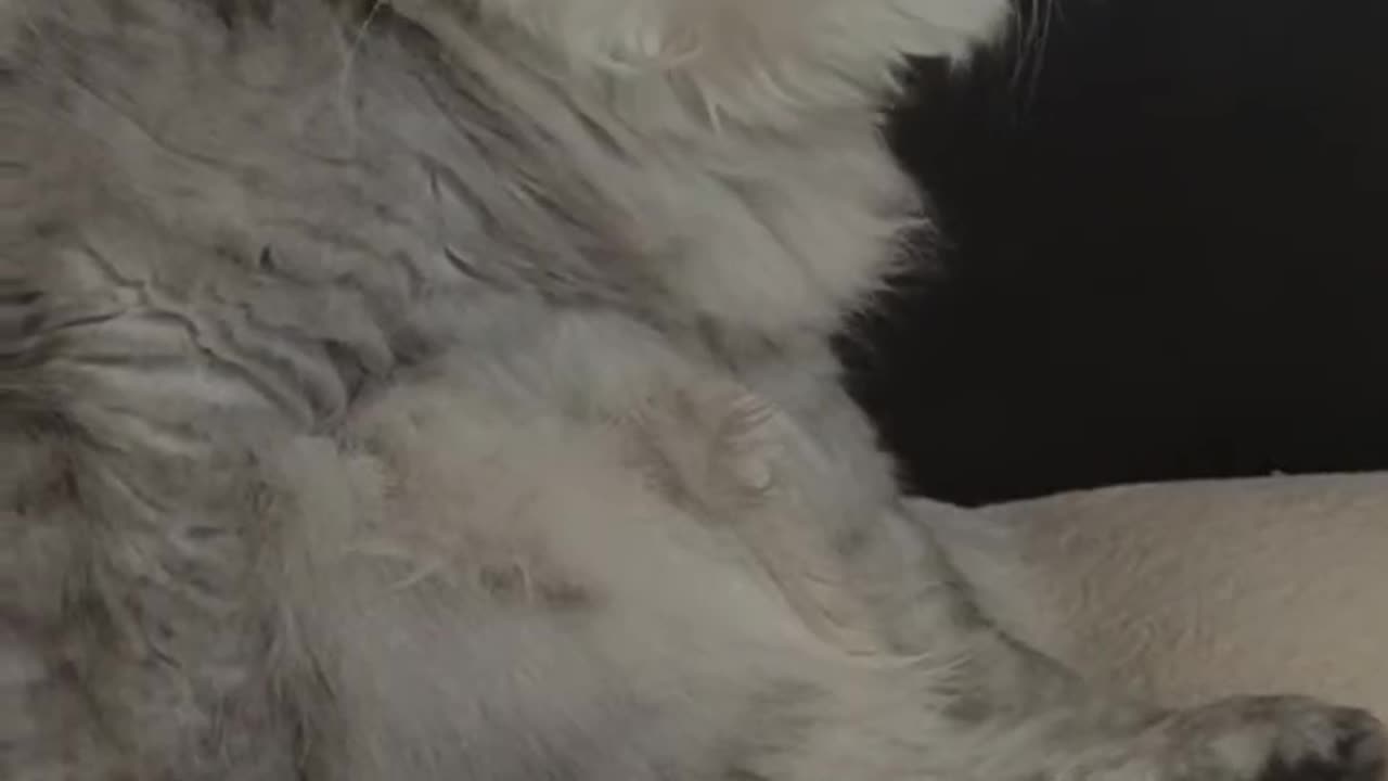 Malish the Cat: The Live Stream That Broke the Internet