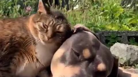 Kitty loves dog friend.🐈😍