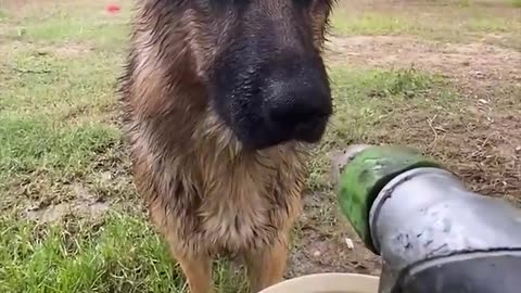 Animals that understand us - Playing with water