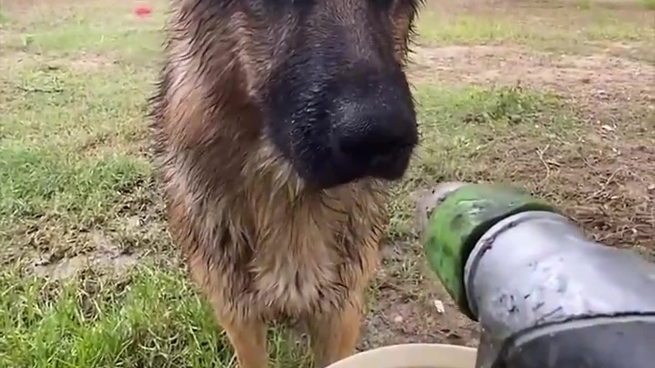 Animals that understand us - Playing with water