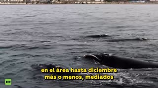 Ballenas francas sorprenden a turistas en la Patagonia