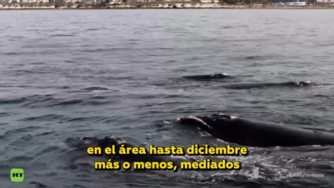 Ballenas francas sorprenden a turistas en la Patagonia