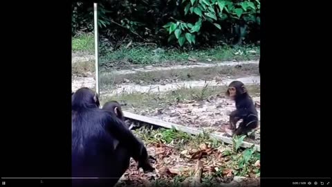 Watch how different animals react to see themselves in a mirror the first time ever