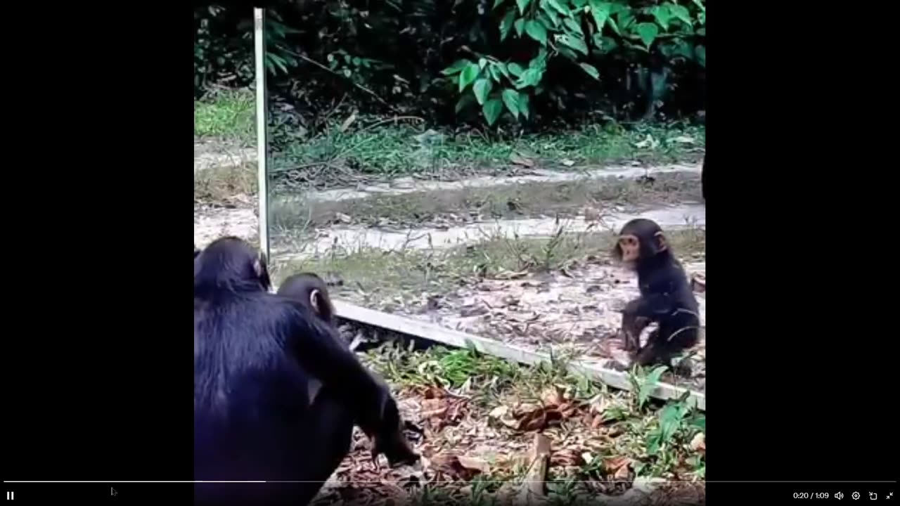 Watch how different animals react to see themselves in a mirror the first time ever