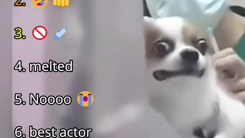 ranking best dogs in vet moments