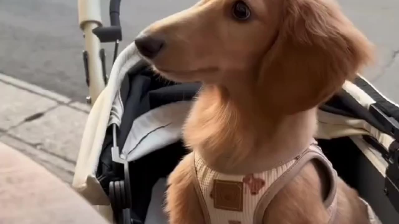 So cute, just like you