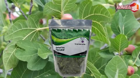 9 Methods for Extracting Active Substances from the Fig Tree Ficus carica