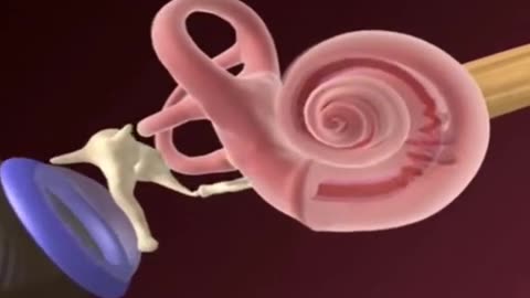 How Human Ear Works