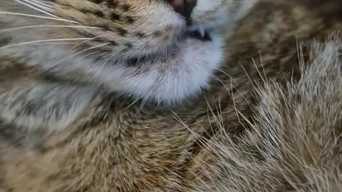 😂🐱 Miso's Goofiest Petting Moments! | FunFM
