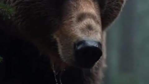 A Baby Deer Trapped During a Heavy Storm – Emotional Wildlife Rescue