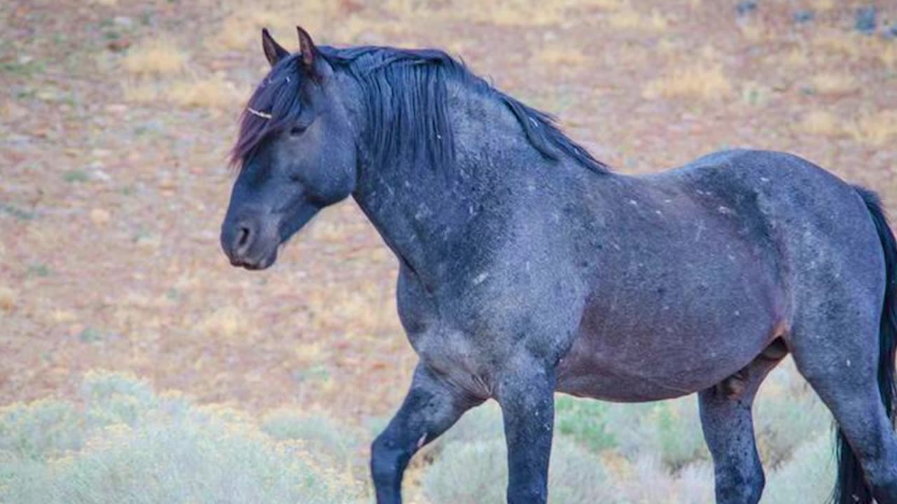 I am the chap who caught the blue mustang mare