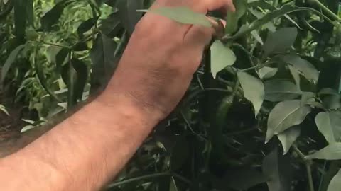 Do you like chili peppers? But they are so hot!