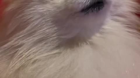 Animal funny