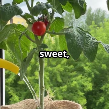 🌿 Tomatoes Indoors! This Trick Actually Works!