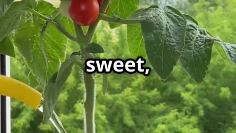 🌿 Tomatoes Indoors! This Trick Actually Works!