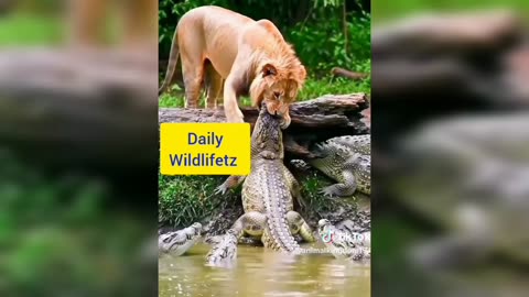 Lion vs crocodile
