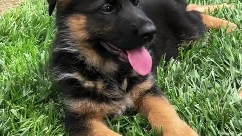 Puppy dog eyes