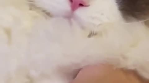 😍😍😘🔥 😍💦 FUNNY Animals and pet's💕😘 😘🔥 💕😘 😍💦 💦