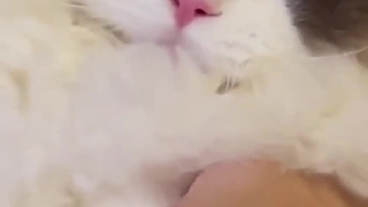 😍😍😘🔥 😍💦 FUNNY Animals and pet's💕😘 😘🔥 💕😘 😍💦 💦