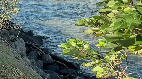 《淡水河邊的風》 (The Breeze by the Tamsui River）