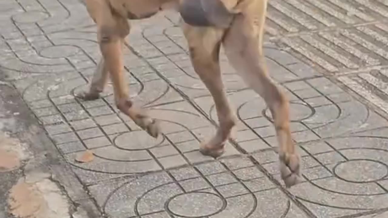 Isn't this dog a female? So why does it have testicles?🤔