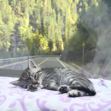 Baby needs a car ride in order to sleep 😊