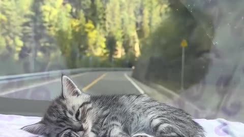 Baby needs a car ride in order to sleep 😊