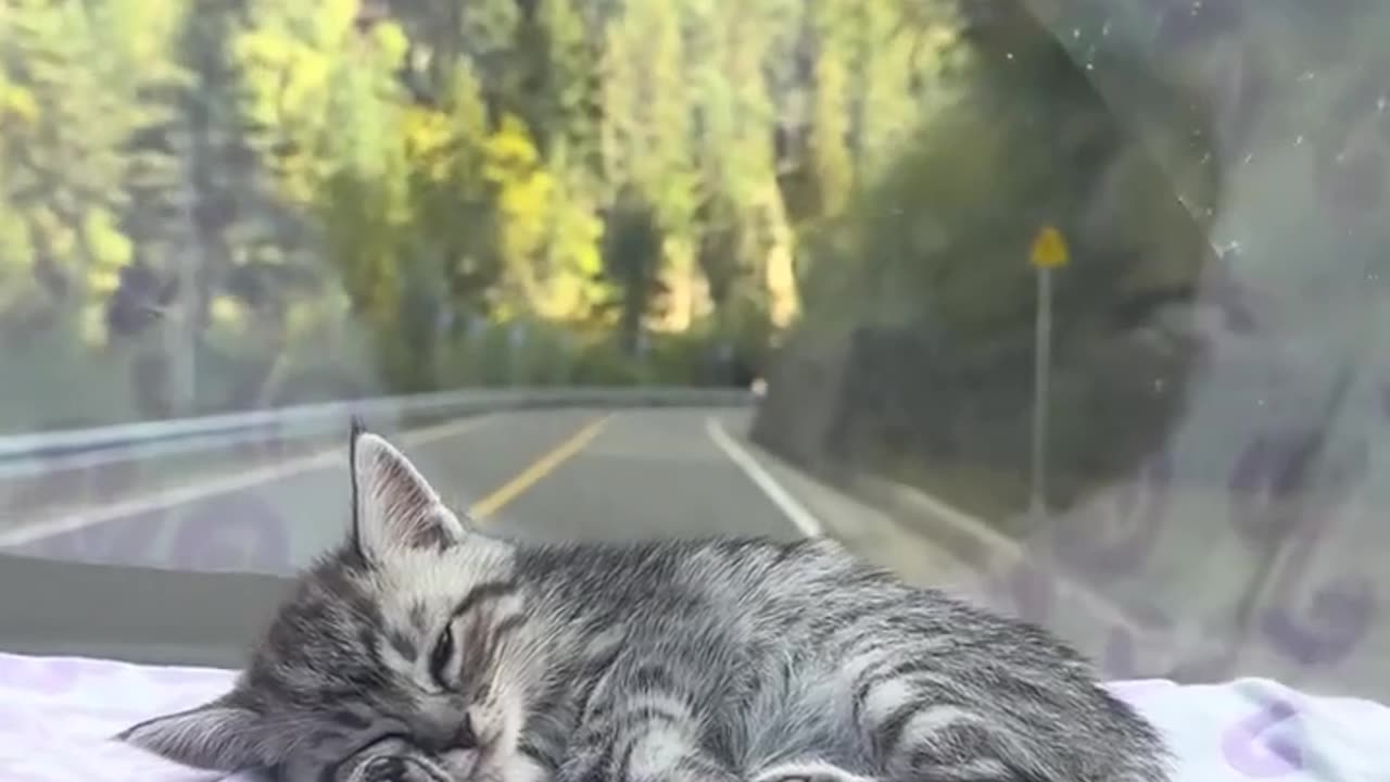 Baby needs a car ride in order to sleep 😊