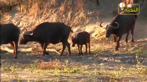 animals