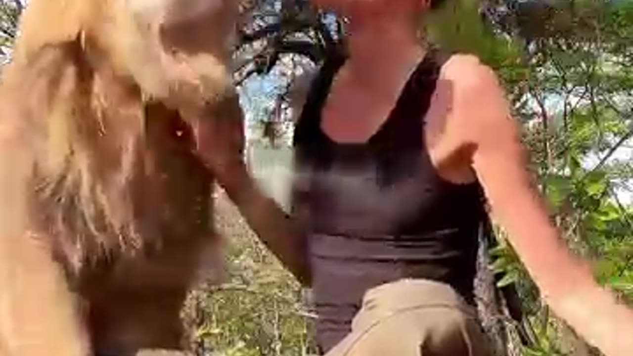 This family adopted a lost lion cub and raised him with love #lion #cub #animals #viral