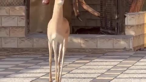 😂🐶 Who's Ready for a Hilarious Pet Playdate? | FunFM