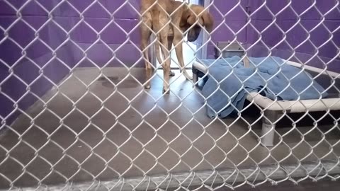 Tree Star 1y Pet Id 947370 kennel 36 HSSAZ shelter easygoing but needed 2 go 4 doggie walk so I go