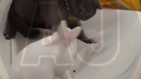 Funny video