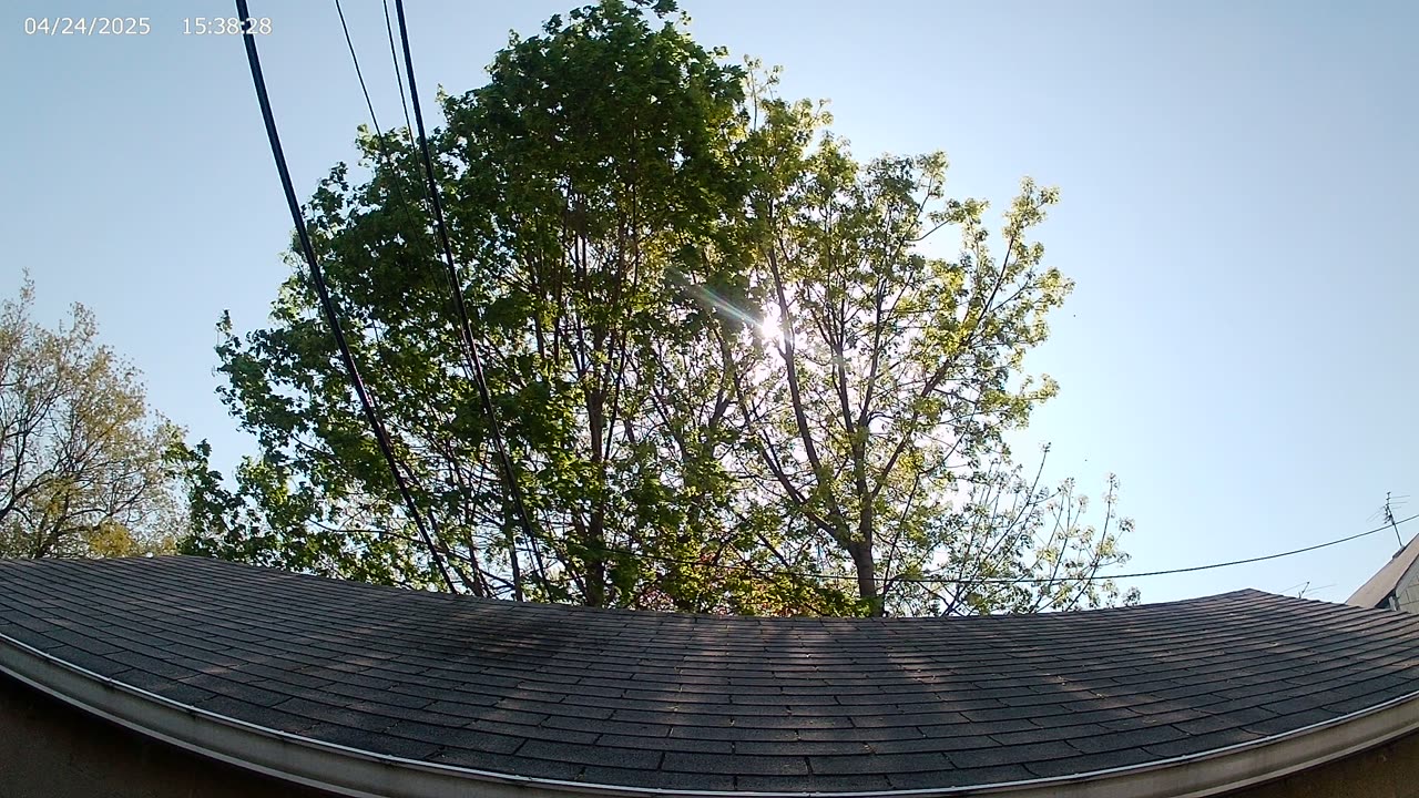 Sun in between the trees