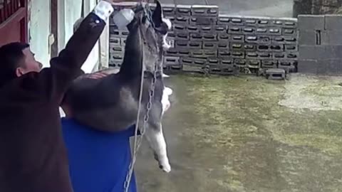 😱 Dog Jumps from Roof and Gets Stuck in Rope | Shocking Rescue 🎥🐕