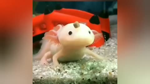 Funny Animal Videos