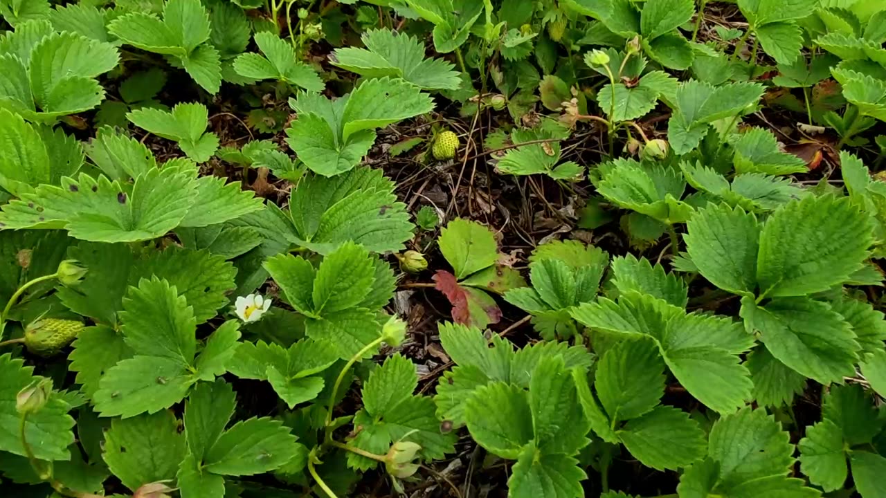 Farmers' Market Update & What's Growing 5-7-25