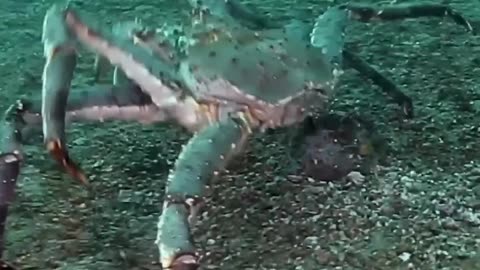 Before VS After Animal Transformation