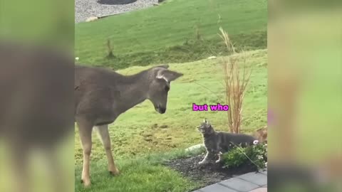 funny animal voice over