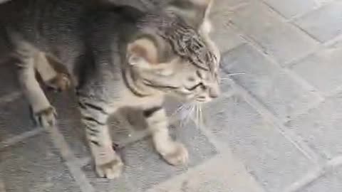 Love cats