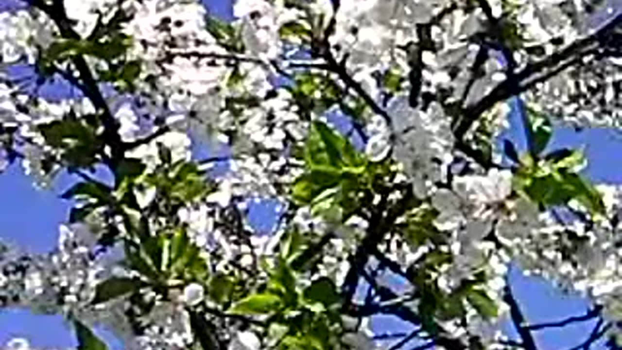 Stunning Time-Lapse: Watch Cherry Blossoms Transform Before Your Eyes